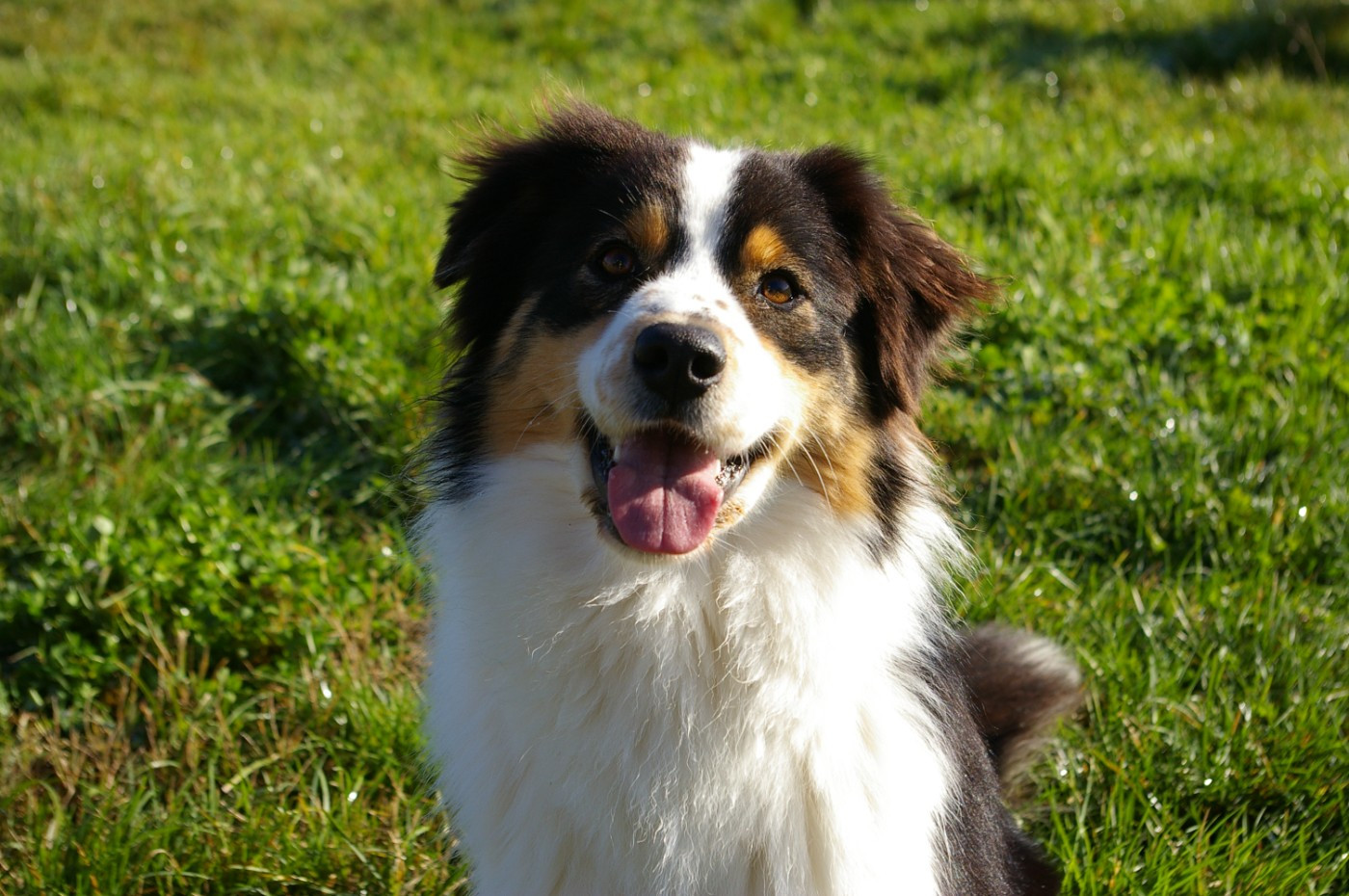 Vinnyl (Vinny) du Rêve des Joyaux