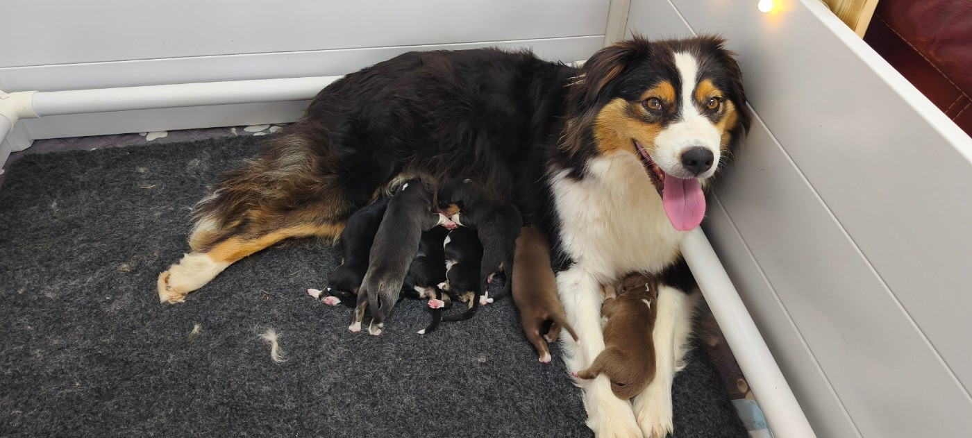 Chiot Berger Australien D'Okami Astralis