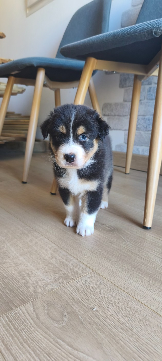 D'Okami Astralis - Chiots disponibles - Berger Australien