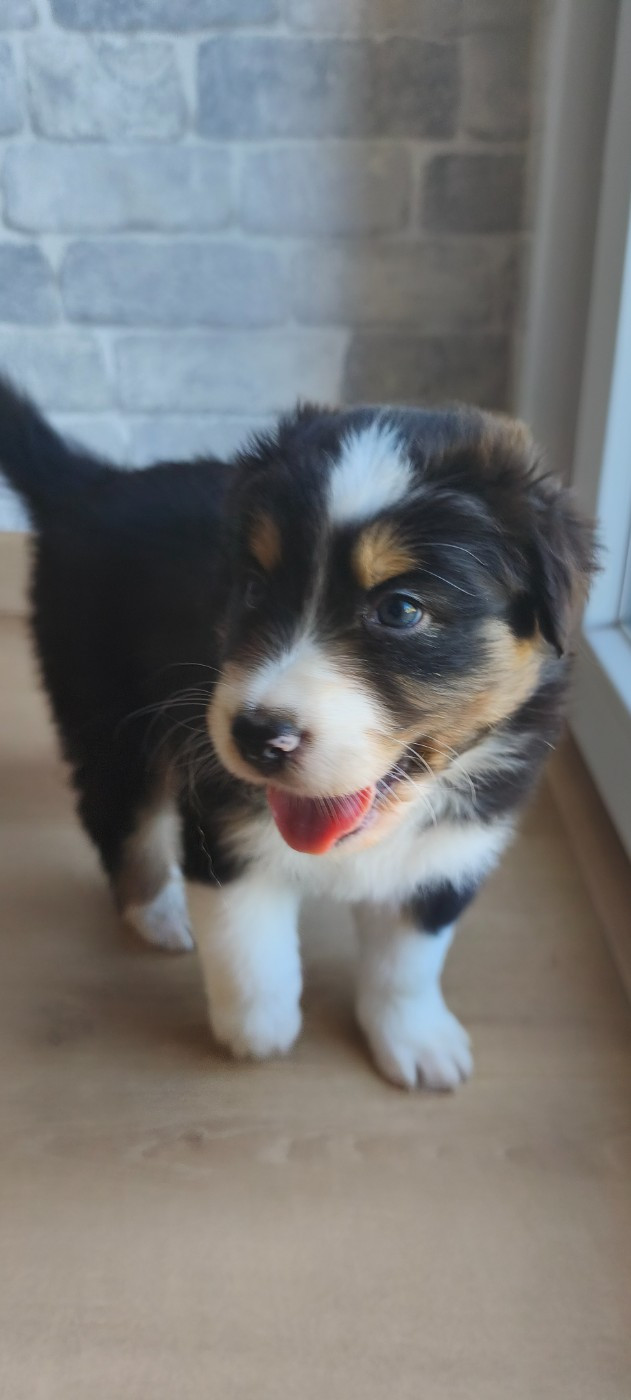 D'Okami Astralis - Chiots disponibles - Berger Australien