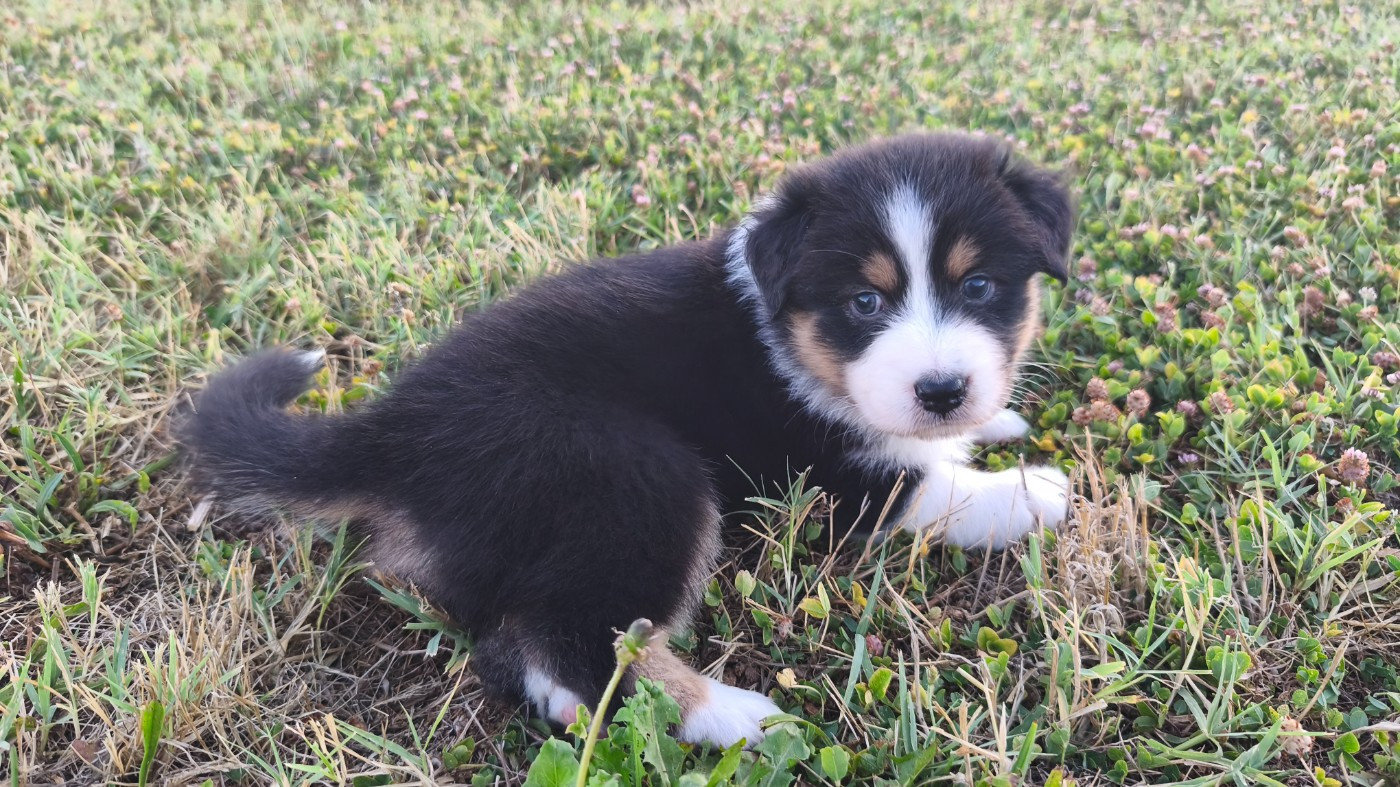 D'Okami Astralis - Chiots disponibles - Berger Australien