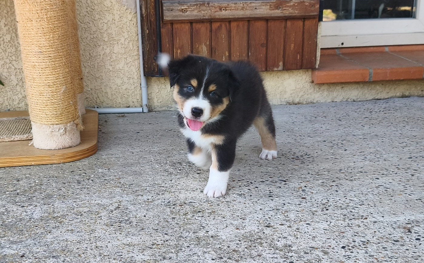 D'Okami Astralis - Chiots disponibles - Berger Australien