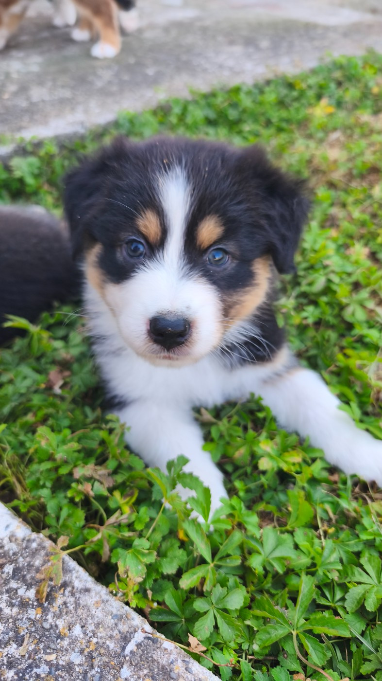 D'Okami Astralis - Chiots disponibles - Berger Australien